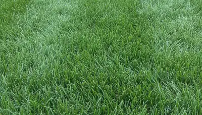 Freshly mowed grass close-up showing precise lawn care by Chop Chop Landscaping in Peoria, IL