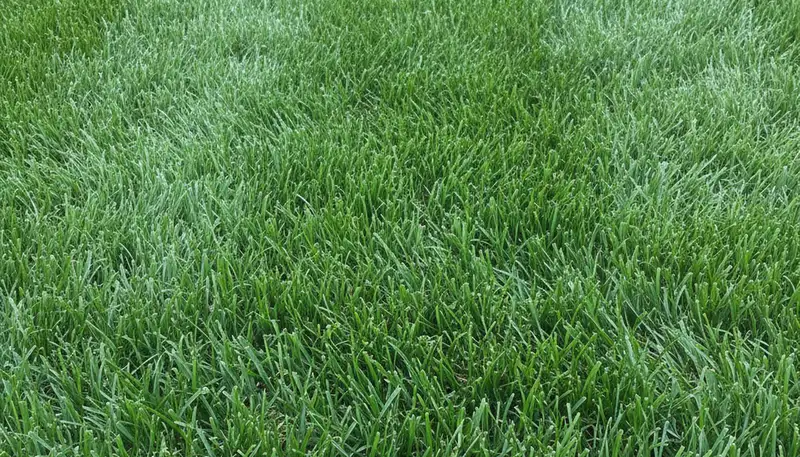Freshly mowed grass close-up showing precise lawn care by Chop Chop Landscaping in Peoria, IL