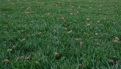 Healthy Peoria IL lawn recovering after aeration by Chop Chop Landscaping showing greener, denser turf