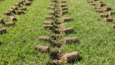 Close-up of soil core plugs after lawn aeration on Peoria IL lawn by Chop Chop Landscaping